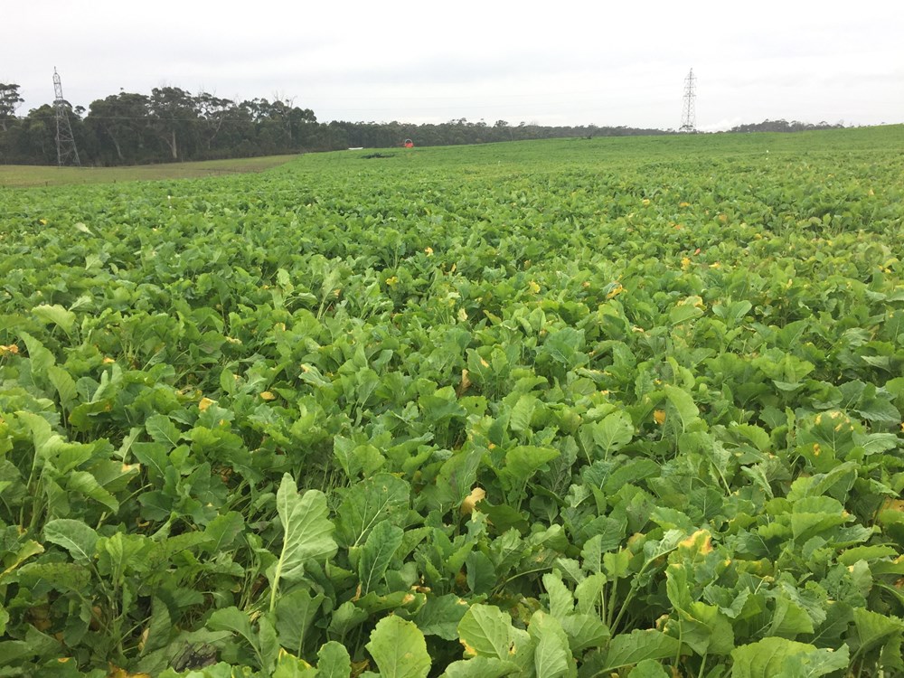 Sovereign Kale Ideal for Beef in North West Tasmania
